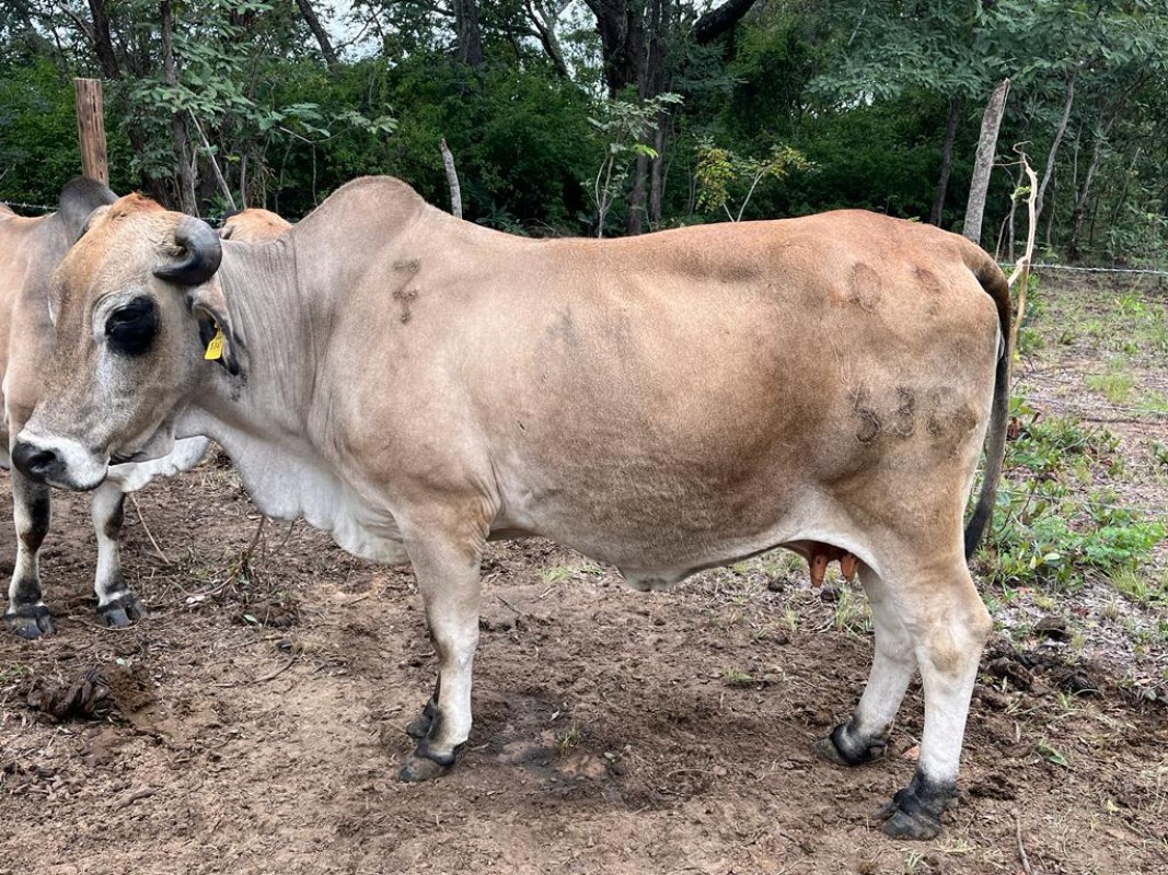 Beef Cattle and Breeding Borans from Zimbabwe